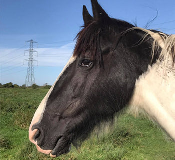 Fourlands Lizzie Brown Profile