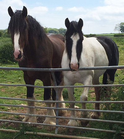 Ellston Jasper & Fourlands Lizzie Brown