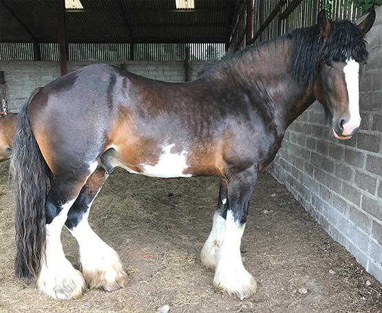 Ellston Jasper SHS Registered Shire Stallion