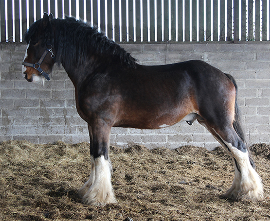 Ellston Jasper Stallion at Stud