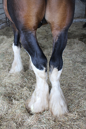 Hind Leg Conformation