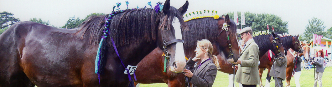 Showing Heavy Horses