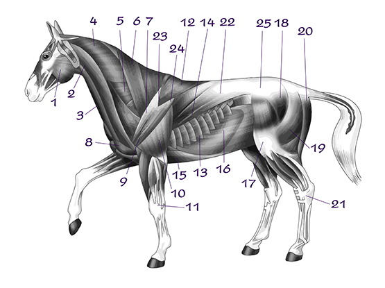 The Muscular System Of The Horse