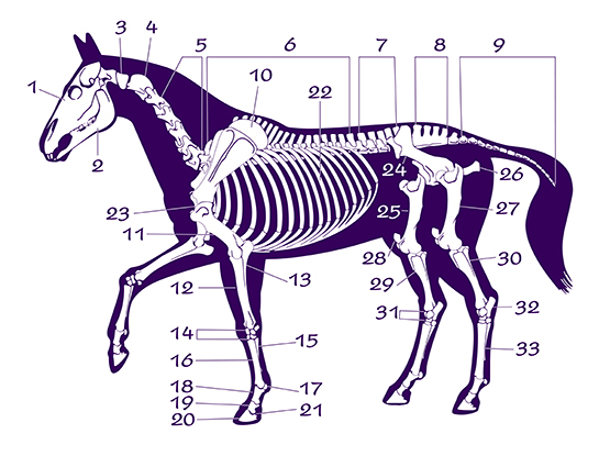 The Skeletal System Of The Horse