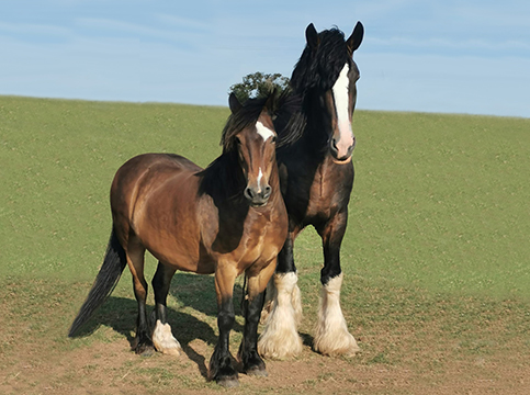 Shire Stallion & Pony Companion