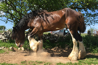 Shire Horse Stud