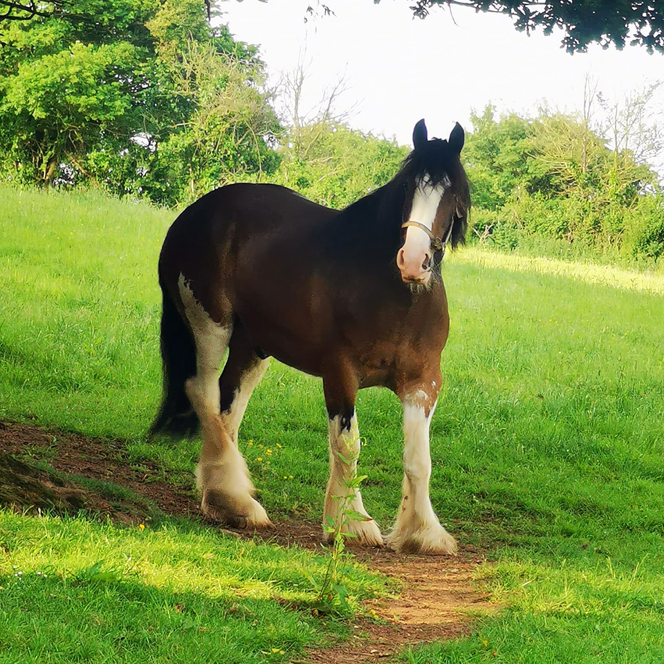 Shire horse Shadow came to stay with me and my herd for rehabilitation.