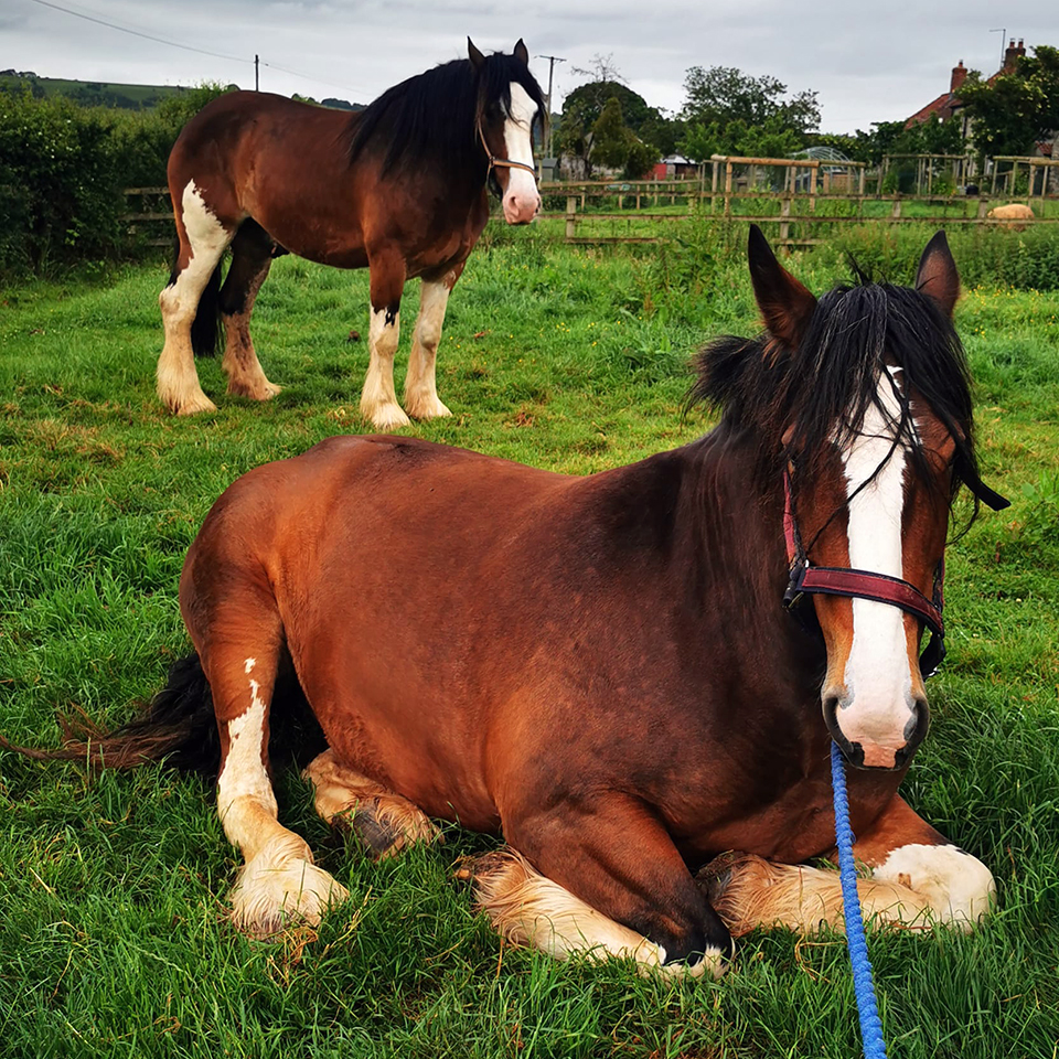 Shadow is settling in with the herd and adjusting to his new surroundings.