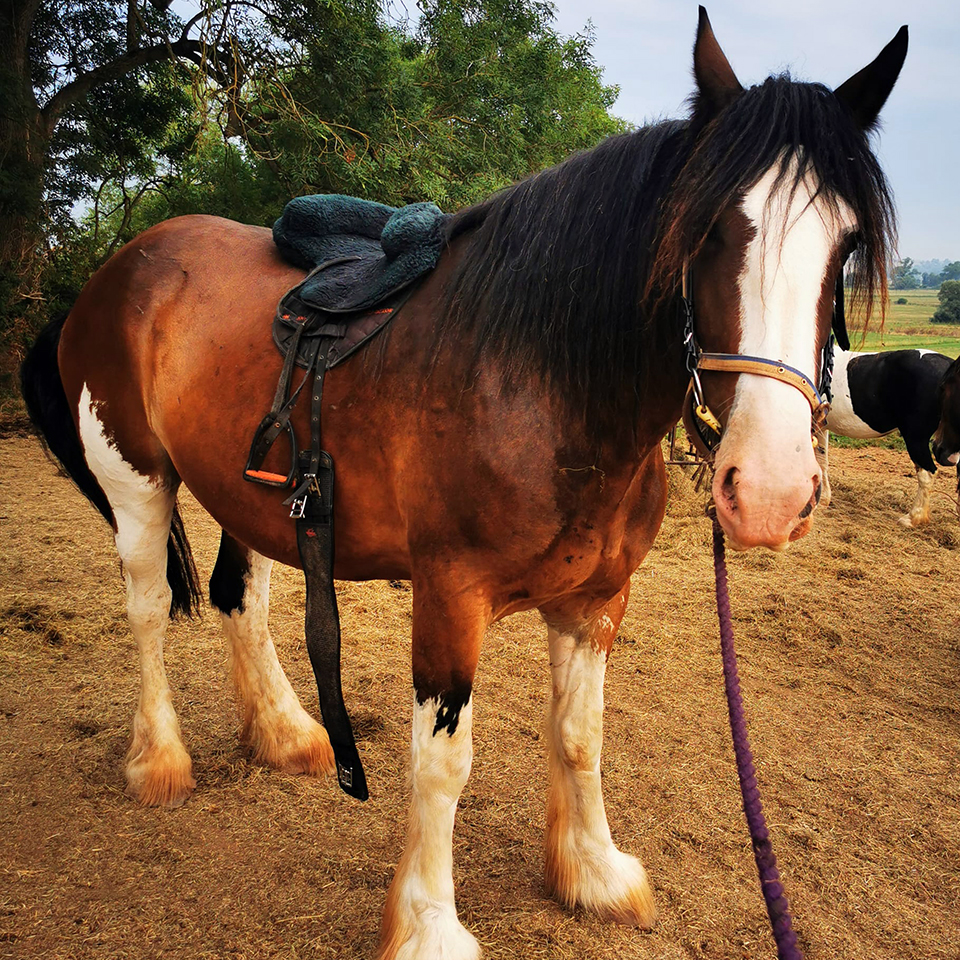 Building confidence and positive associations with tacking up Shadow.