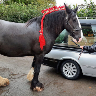 Heavy Horse Funeral Escort Heavy Horse Funeral Escort