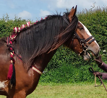 Crackerjack Crackerjack