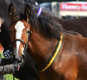 Duke Of Diamonds Duke Of Diamonds