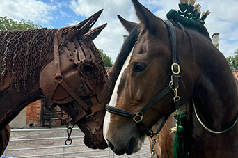 Heavy Horse Heritage Days
